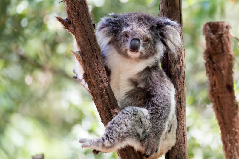 Sydney Zoo and EnergyAustralia reach partnership milestone