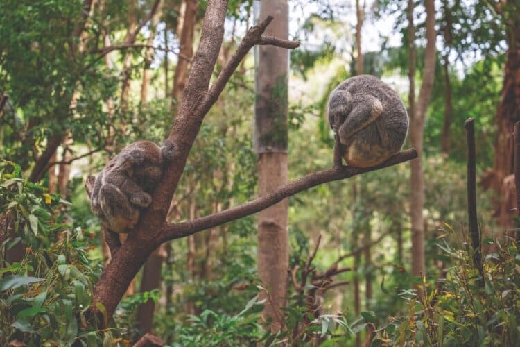 How Australia can scale renewables while preserving nature