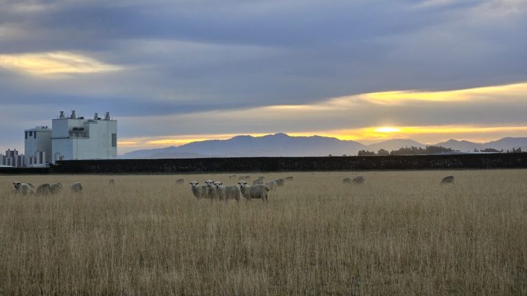 Kiwi’s new push into solar and battery hybrid projects on menu for UK renewable asset manager