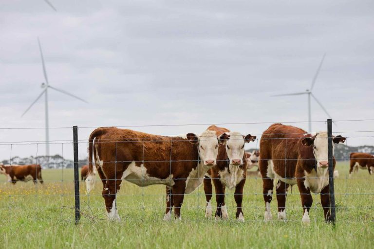 Batteries included: Amazon makes record haul of hybrid renewable PPAs to power Australian AI push