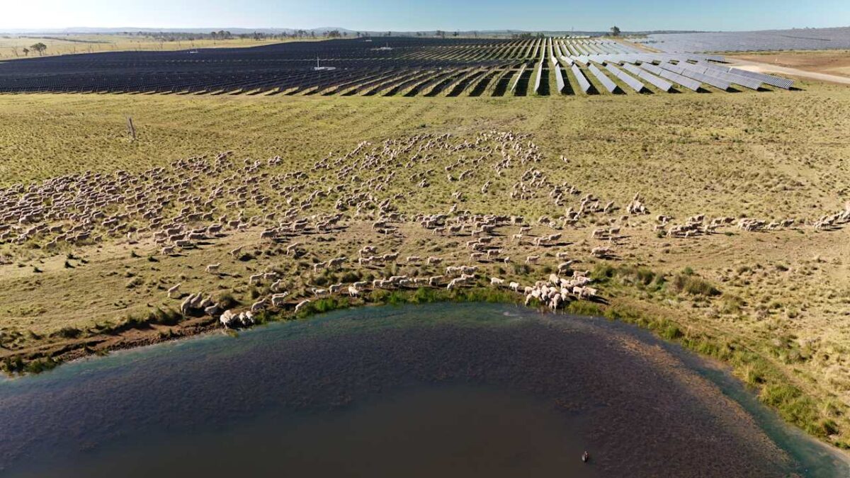 Australia’s biggest solar farm enjoys less curtailment, but lower prices, as big battery starts commissioning