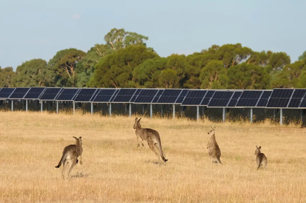 Solar projects to be hit by big increase in costs due to new Australian anti-dumping decision