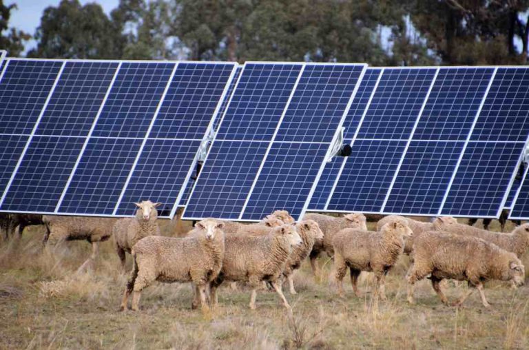 One Nation MP sponsors petition to sink sheep farmer-led solar and battery project