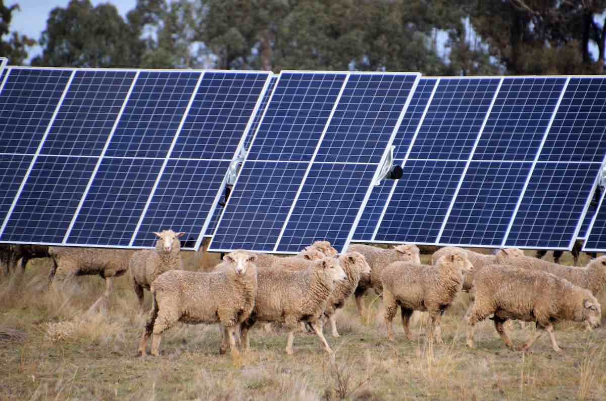 One Nation MP sponsors petition to sink sheep farmer-led solar and battery project