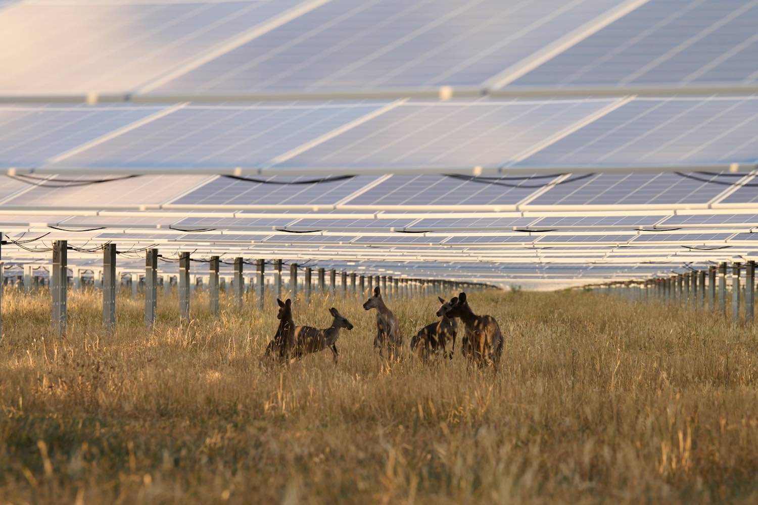 Construction starts on AC-coupled battery to “unlock full potential” of operating solar farm